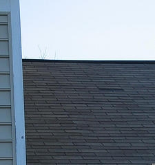shingles roof cost